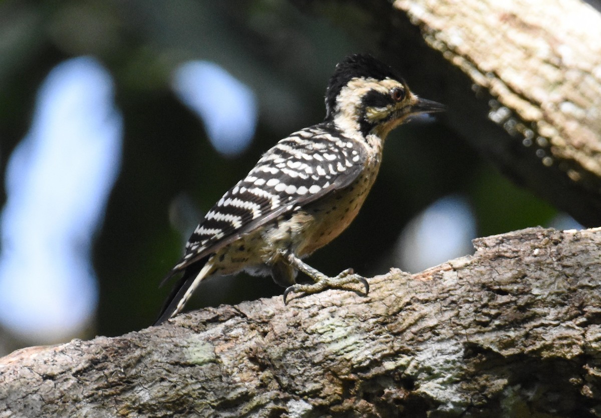 Ladder-backed Woodpecker - ML642387520
