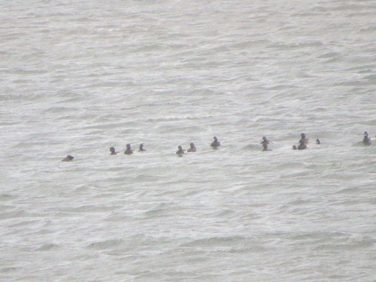 キンクロハジロ - ML642387521