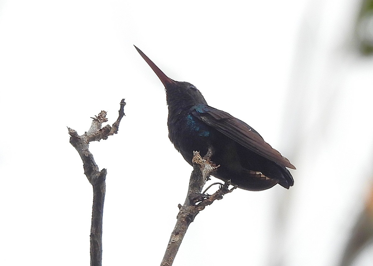 Blue-chinned Sapphire - ML642387522