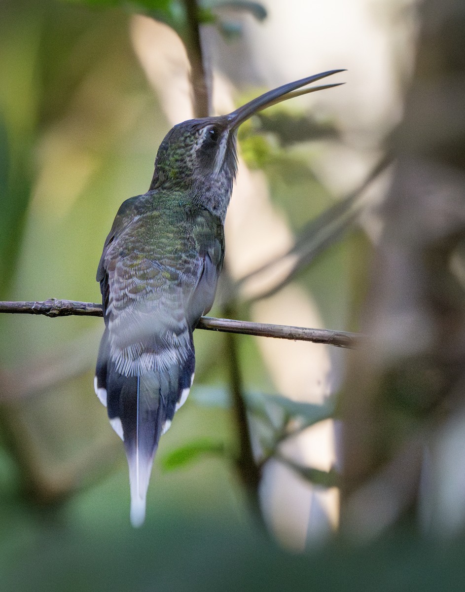 White-bearded Hermit - ML642387523