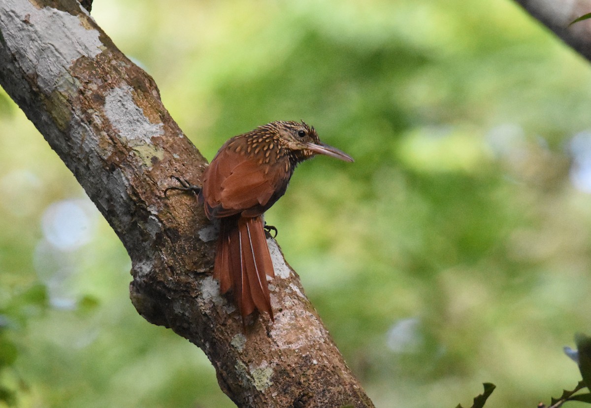 Ivory-billed Woodcreeper - ML642387527