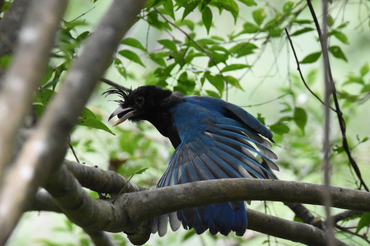 San Blas Jay - ML642387534