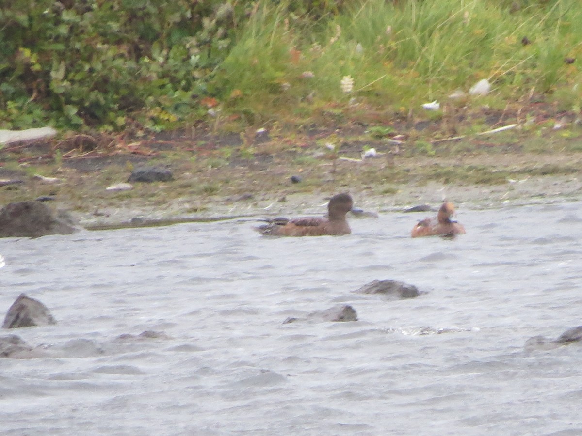 ヒドリガモ - ML642387539