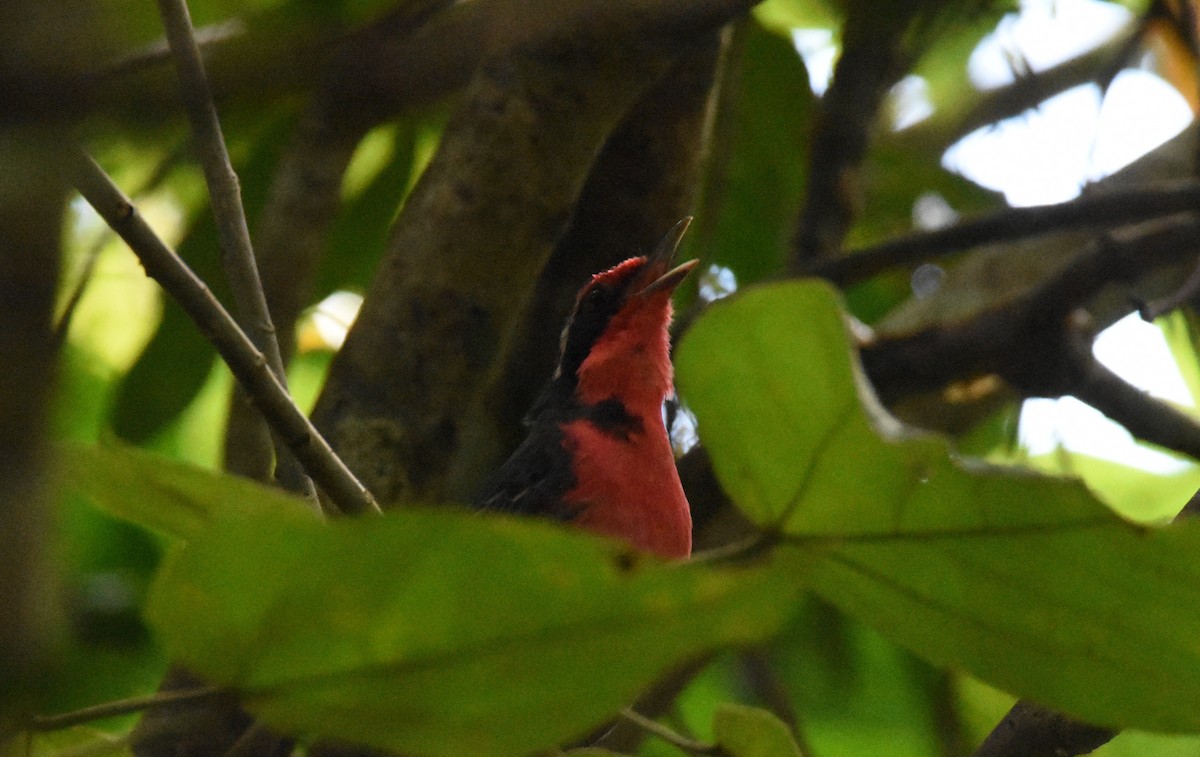 Rosy Thrush-Tanager - ML642387540