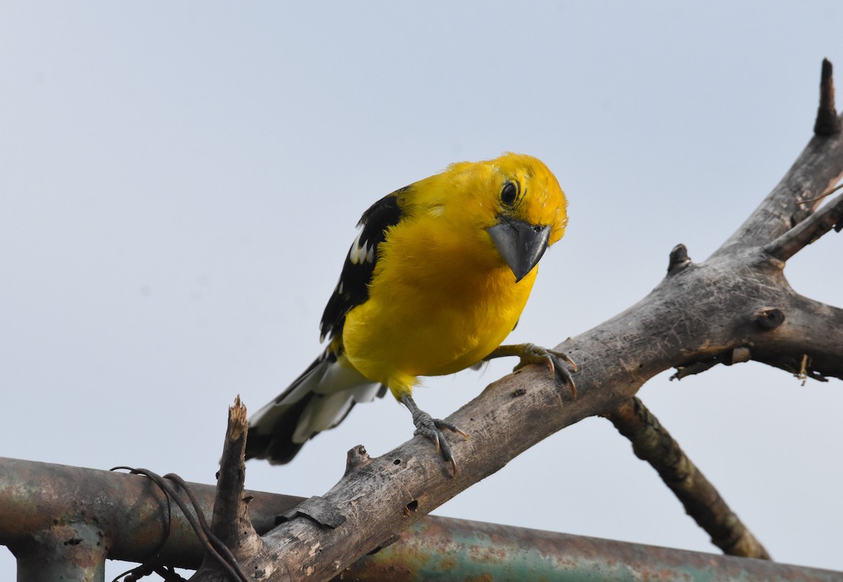 Yellow Grosbeak - ML642387545