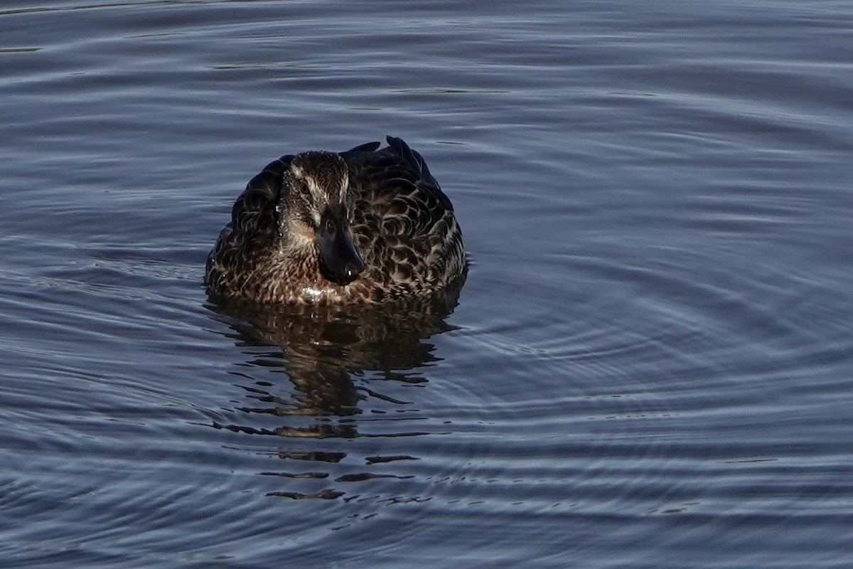 Garganey - ML642387598