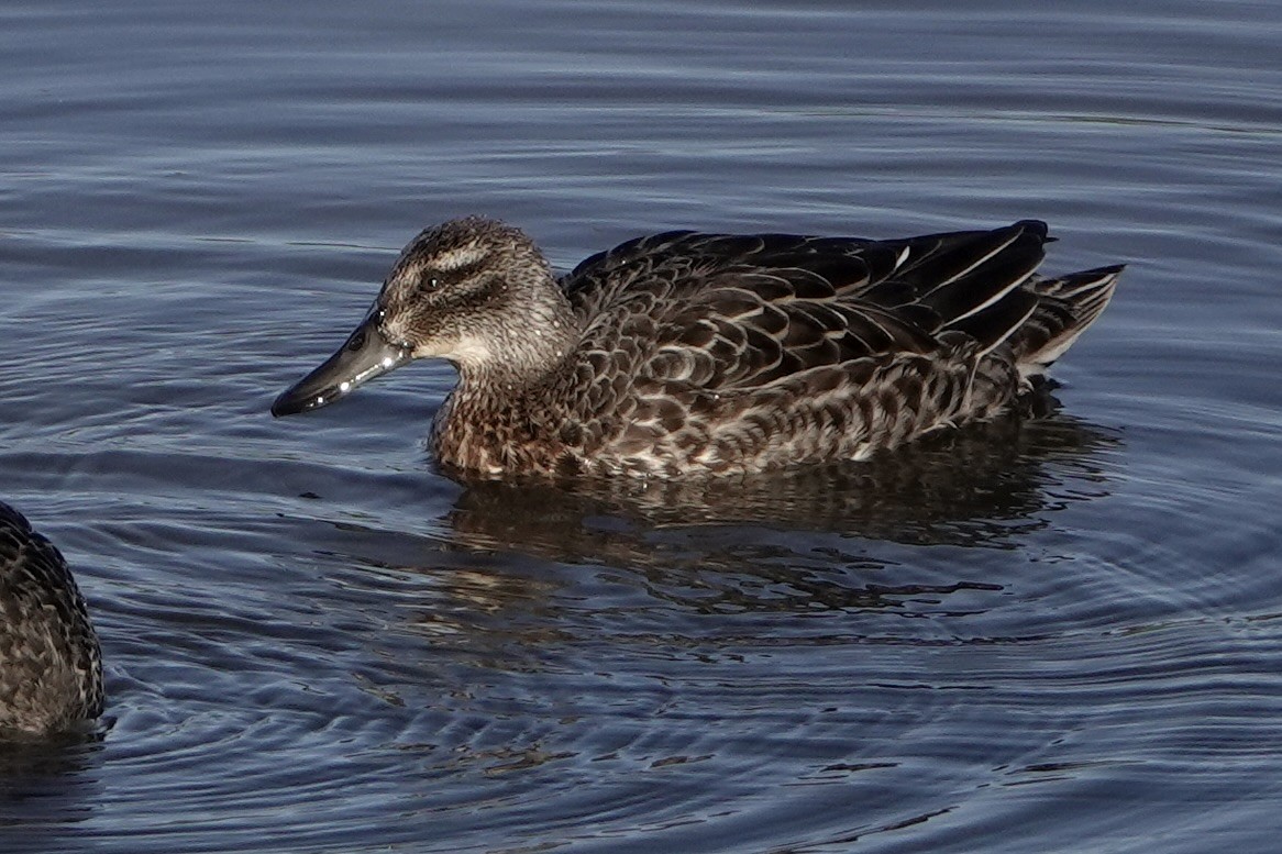 Garganey - ML642387599