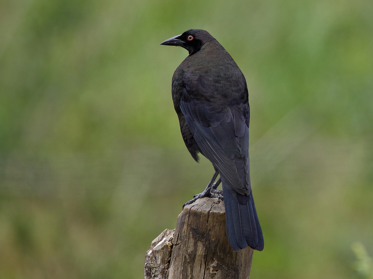 Giant Cowbird - ML642387607