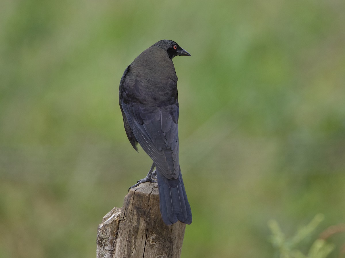 Giant Cowbird - ML642387608