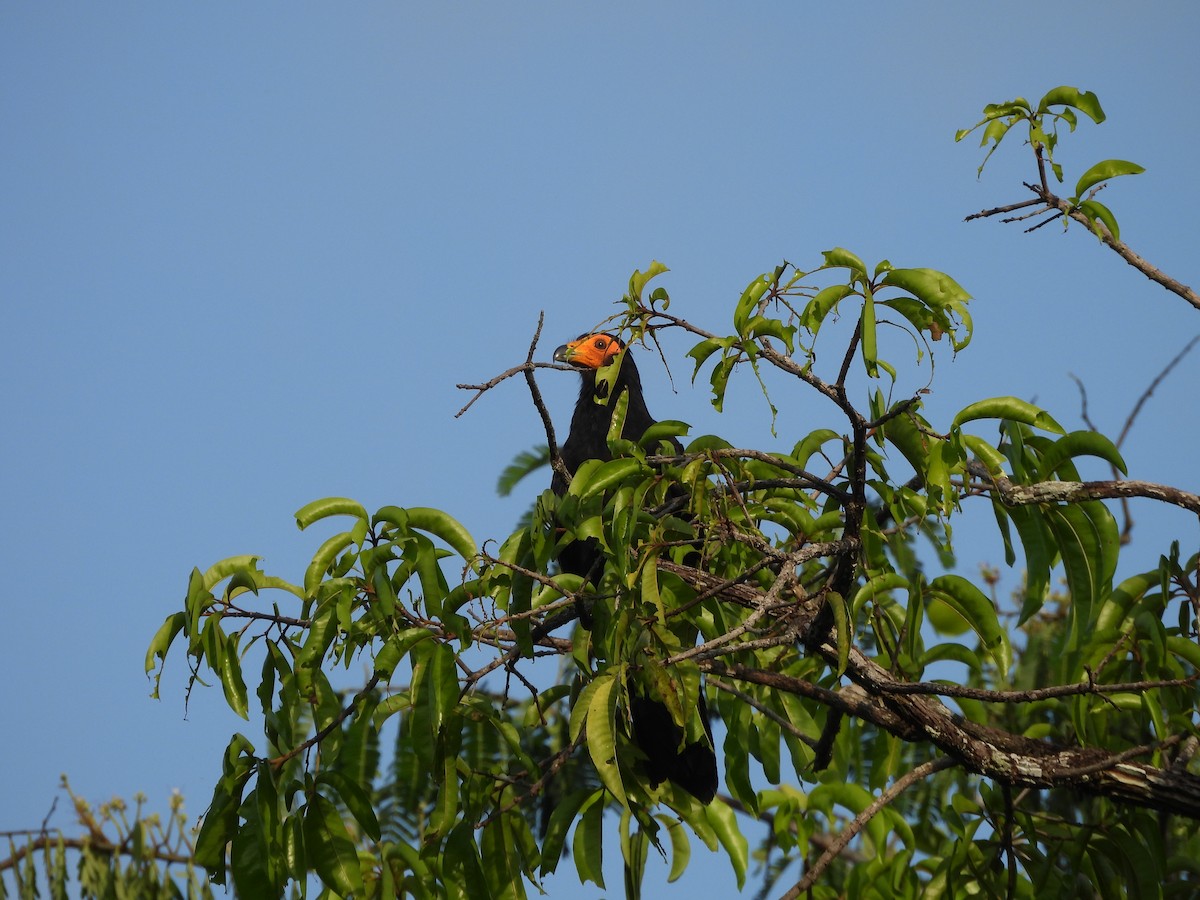 Black Caracara - ML642387609