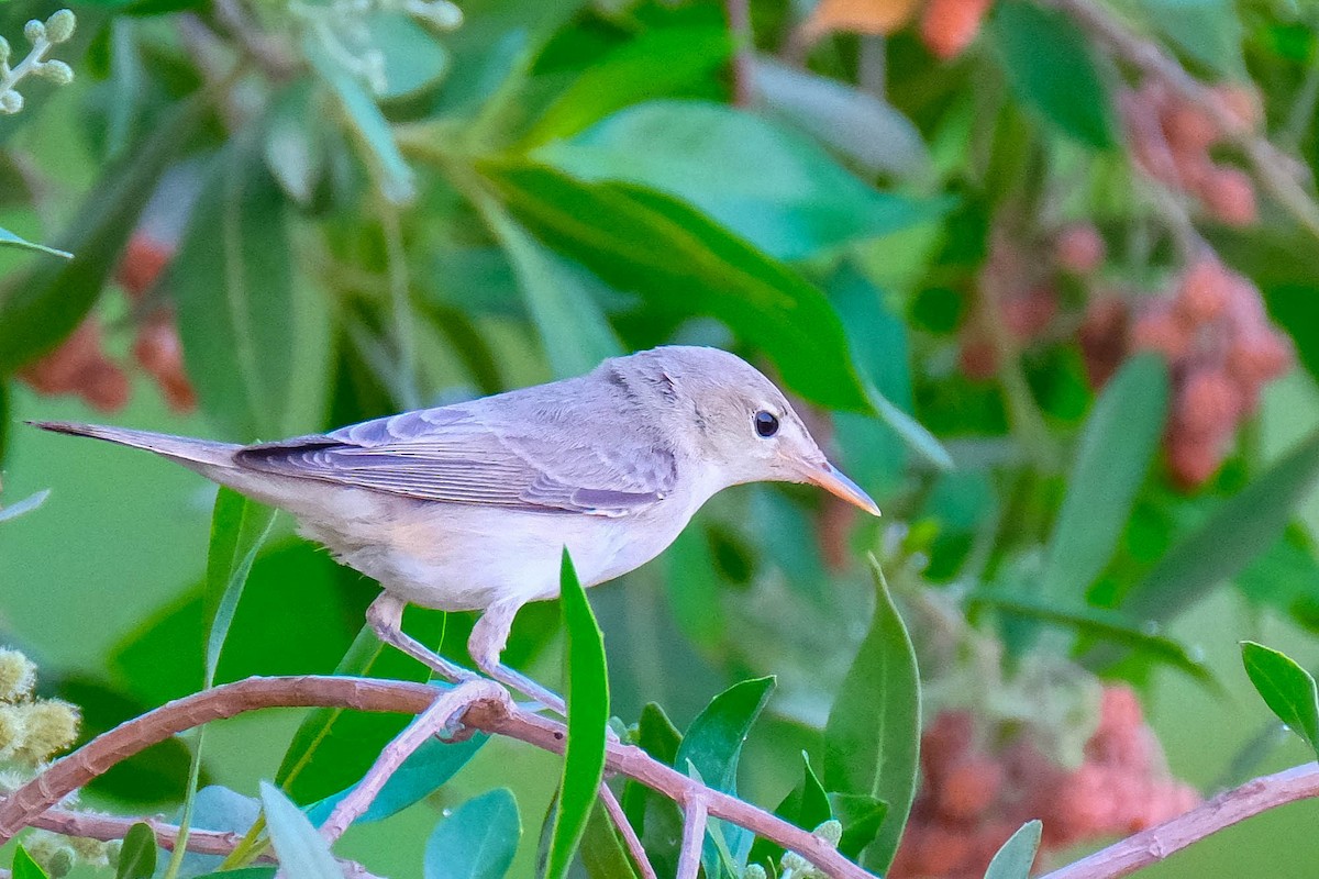 Eastern Olivaceous Warbler - ML642387614