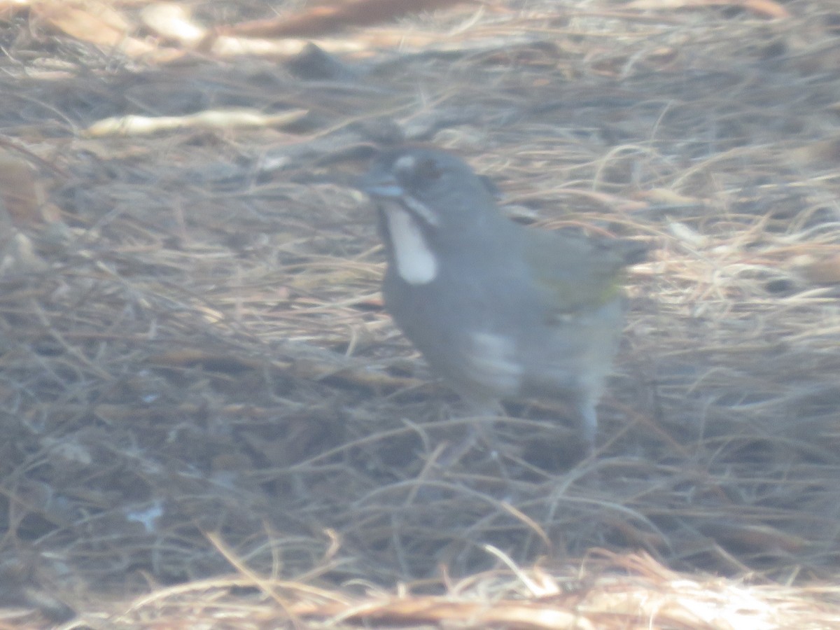 Green-tailed Towhee - ML642387630