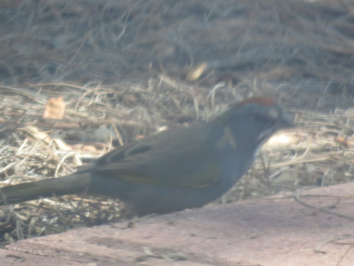 Green-tailed Towhee - ML642387631