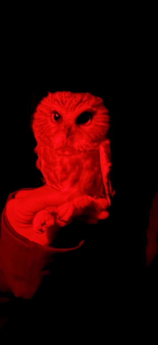 Northern Saw-whet Owl - ML642387721