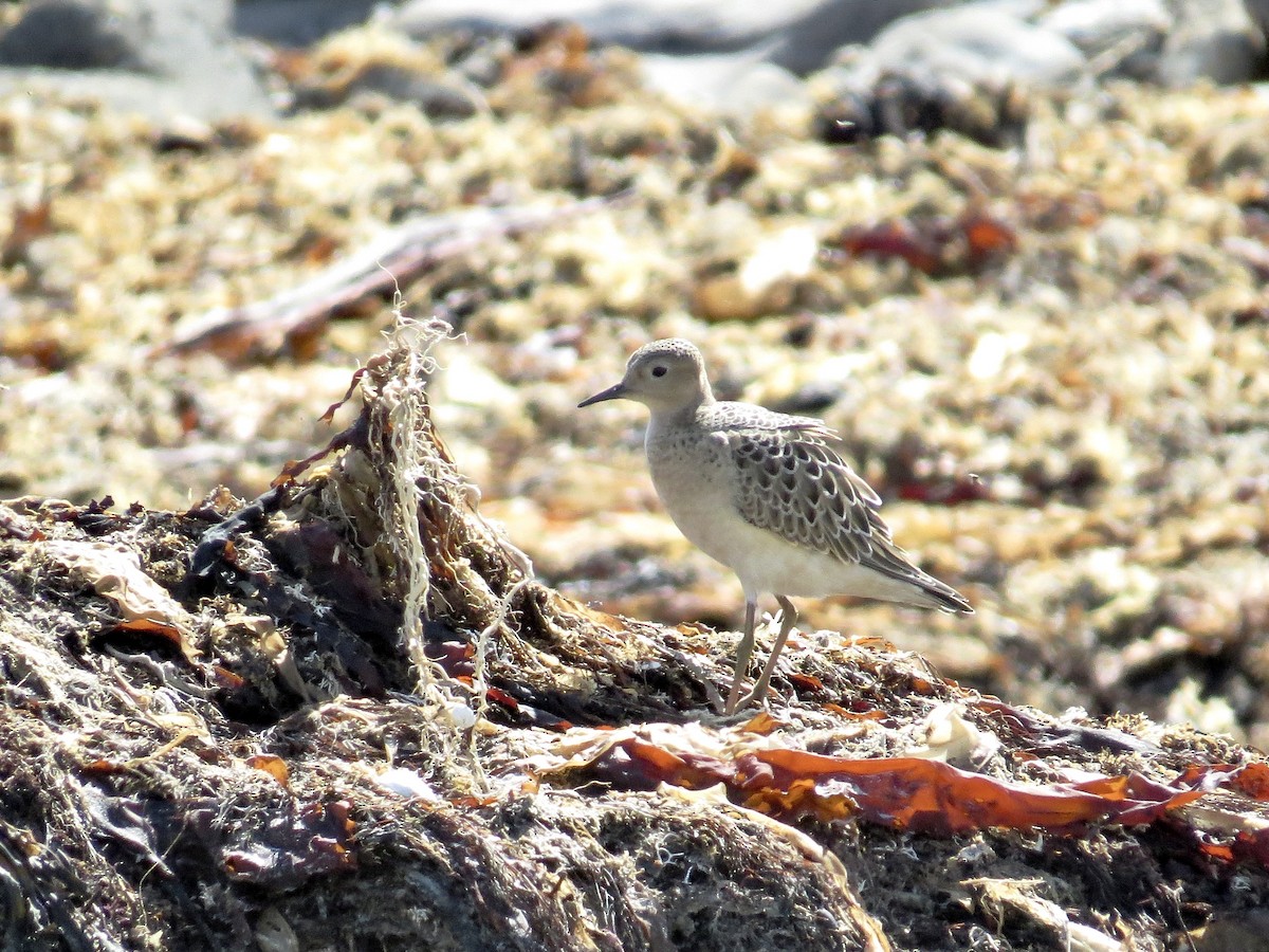 Buff-breasted Sandpiper - ML642387736