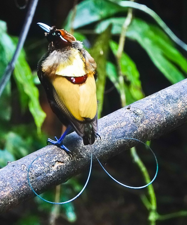 Sichelschwanz-Paradiesvogel - ML642387741