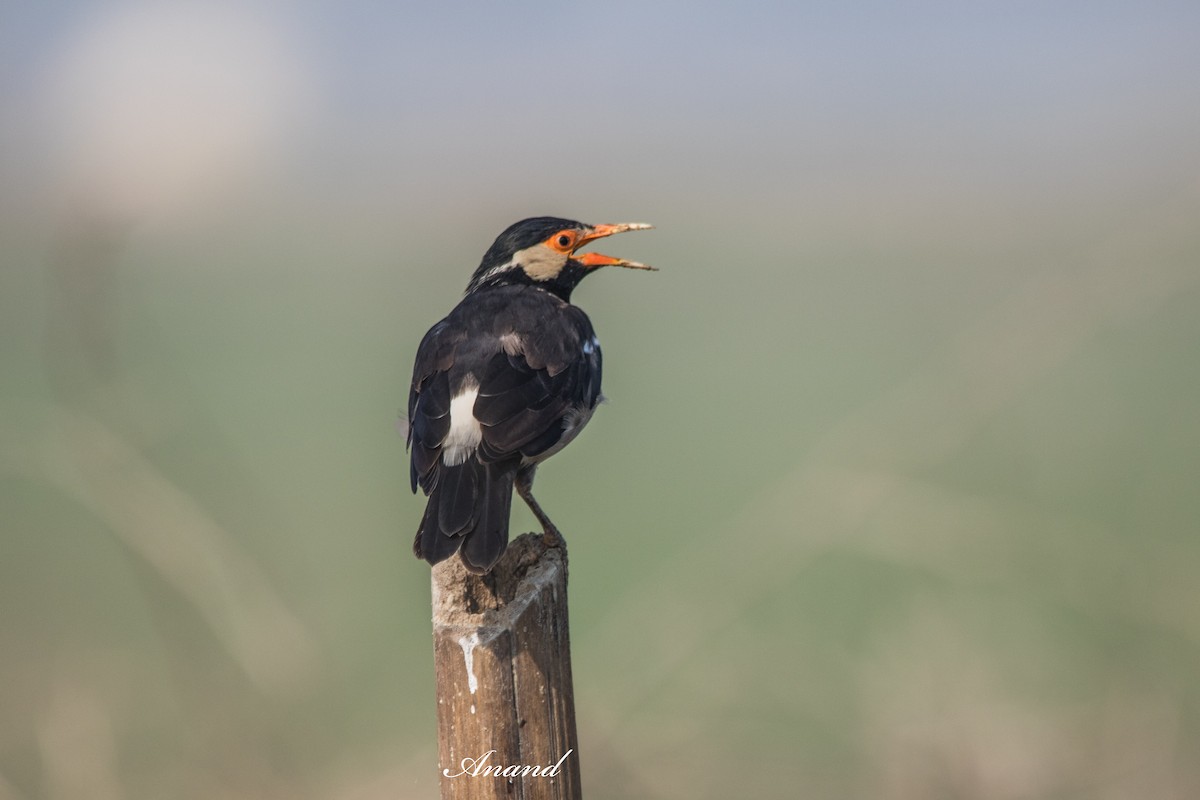 Indian Pied Starling - ML642387744