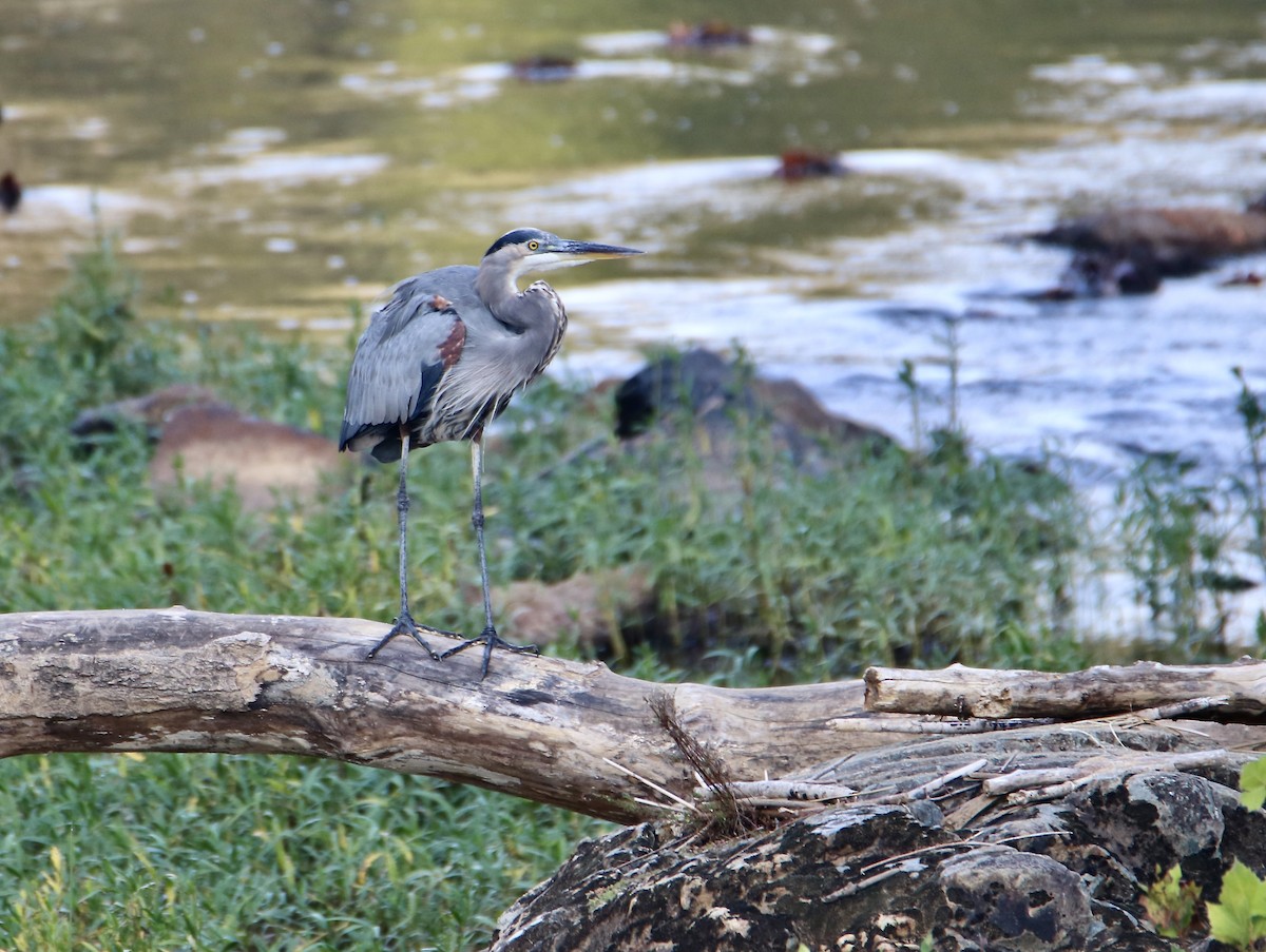 Great Blue Heron - ML642387745