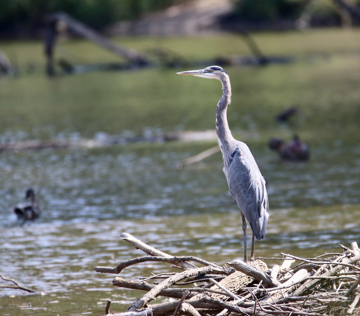 Great Blue Heron - ML642387746