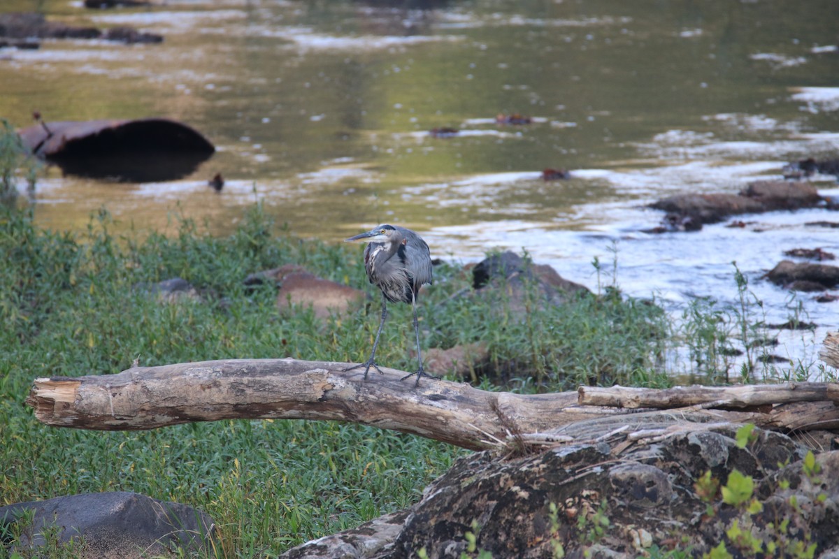 Great Blue Heron - ML642387747