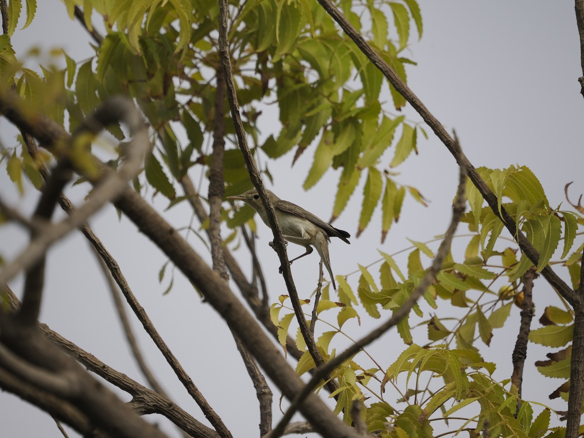 Eastern Olivaceous Warbler - ML642387748
