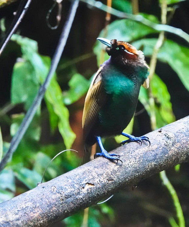 Sichelschwanz-Paradiesvogel - ML642387751
