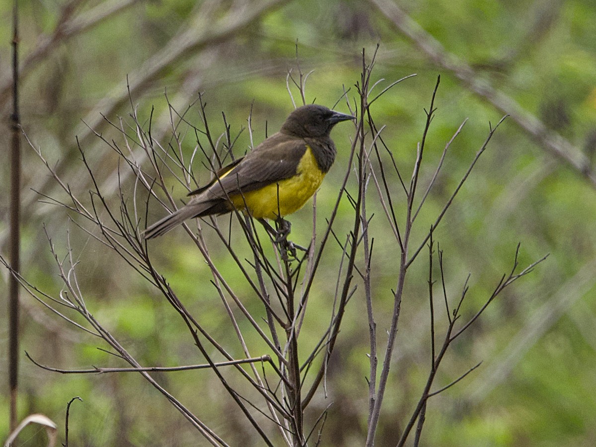Yellow-rumped Marshbird - ML642387752