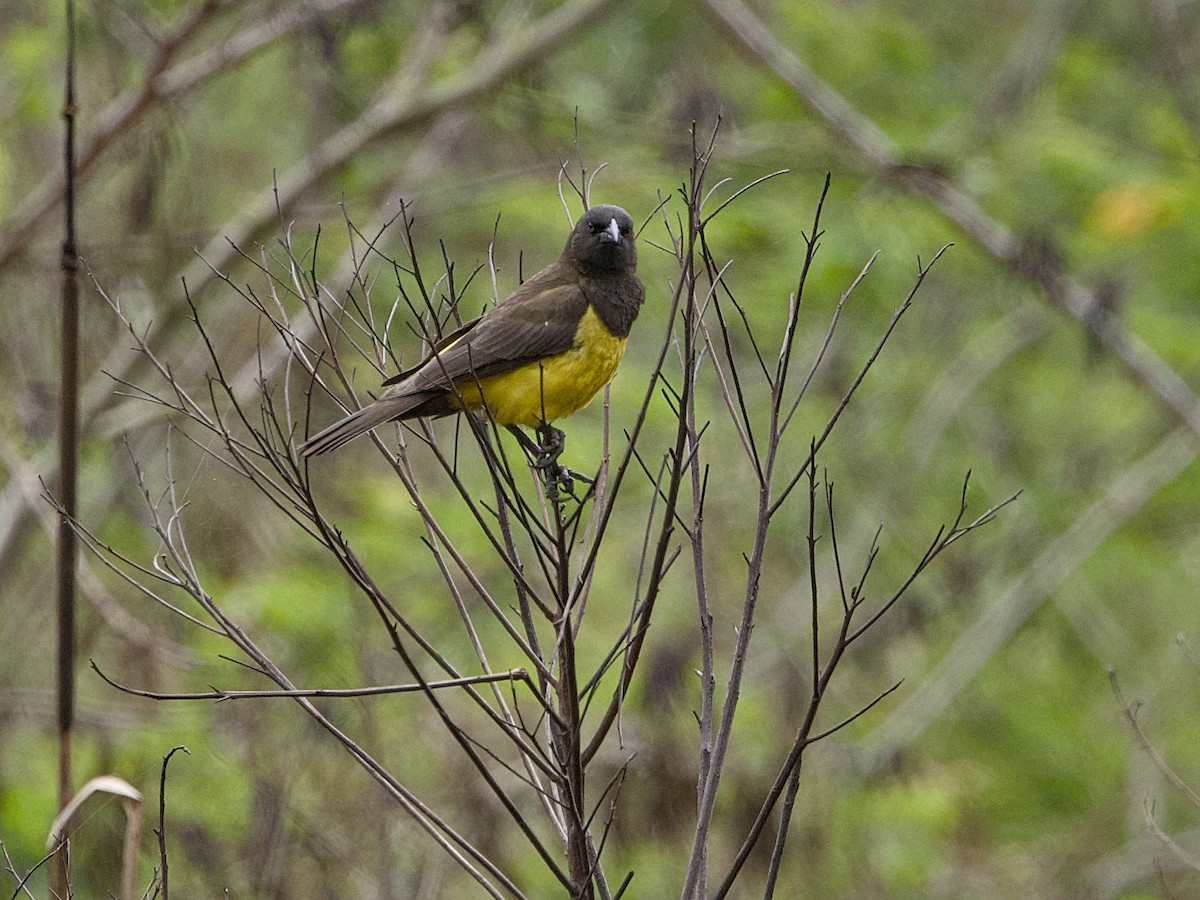 Yellow-rumped Marshbird - ML642387753