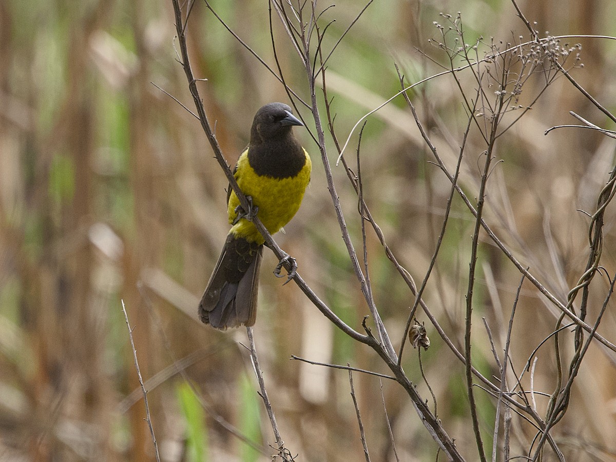 Yellow-rumped Marshbird - ML642387754