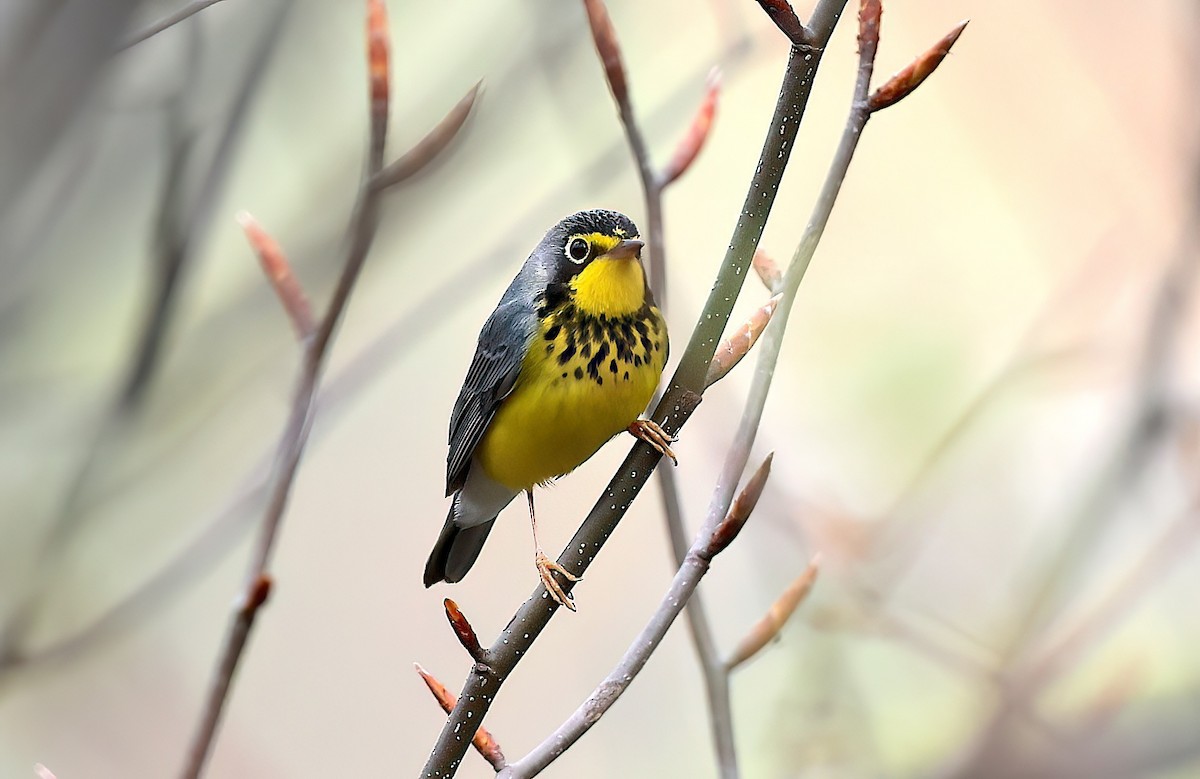 クロボシアメリカムシクイ - ML642387755