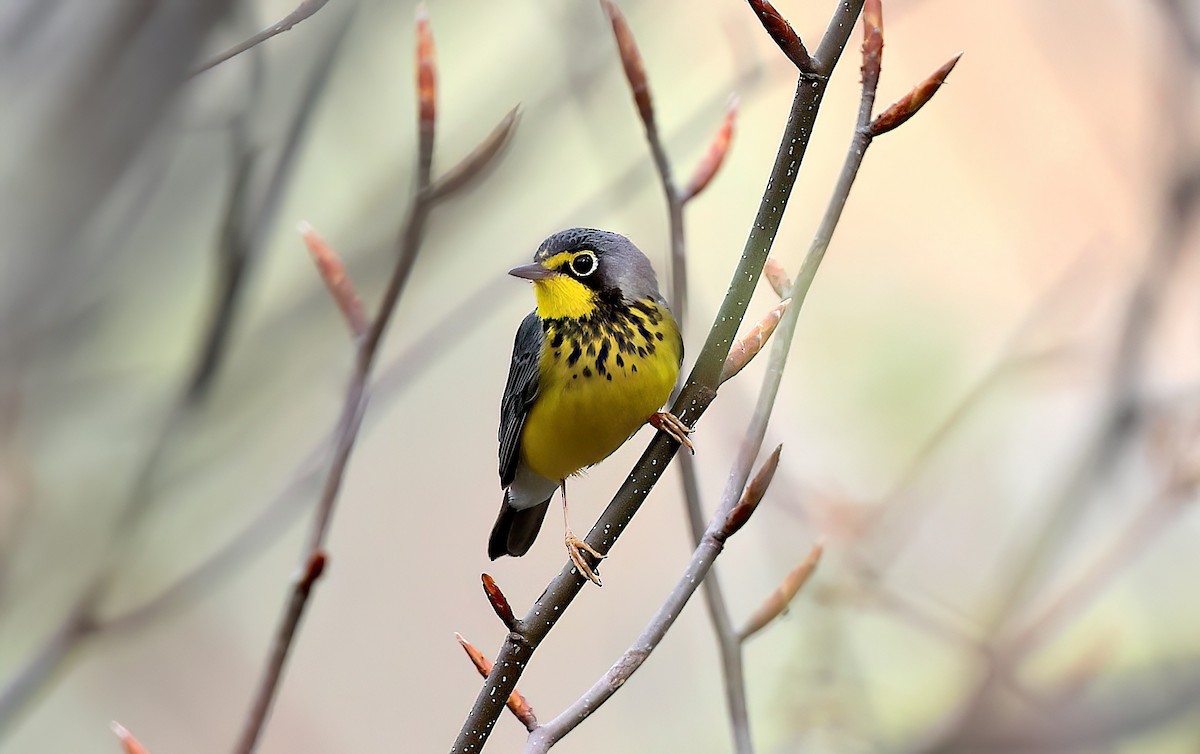 クロボシアメリカムシクイ - ML642387760