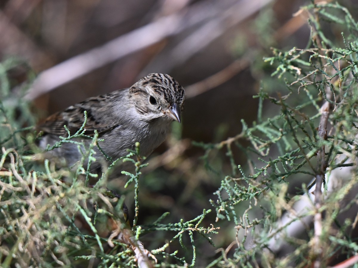 Brewer's Sparrow - ML642387761