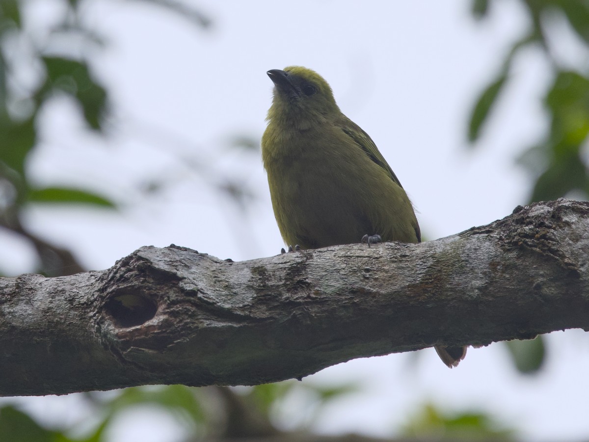 Palm Tanager - ML642387764
