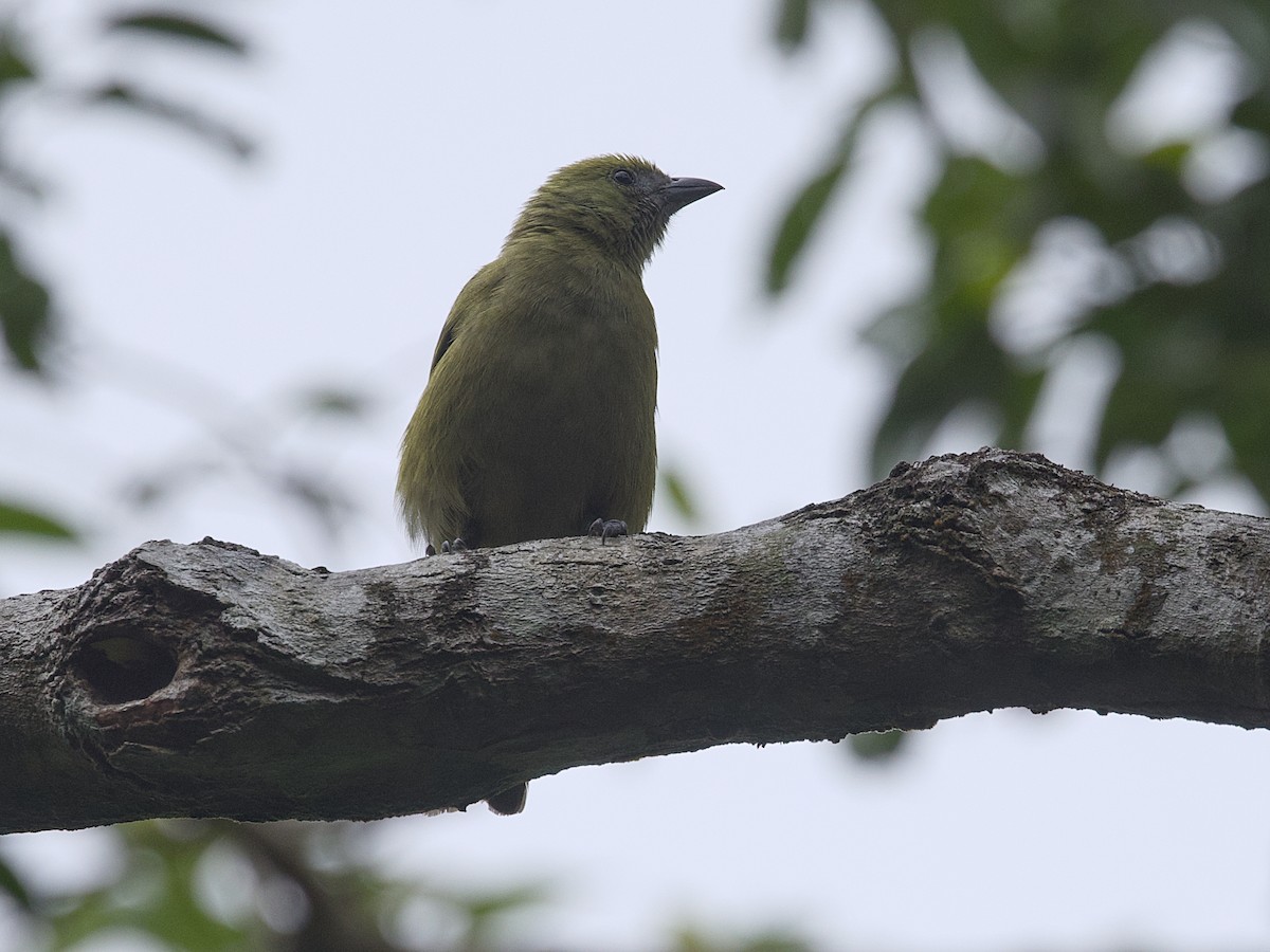 Palm Tanager - ML642387765