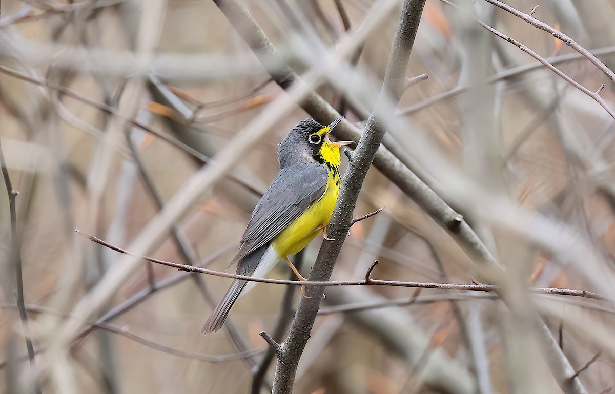 クロボシアメリカムシクイ - ML642387768