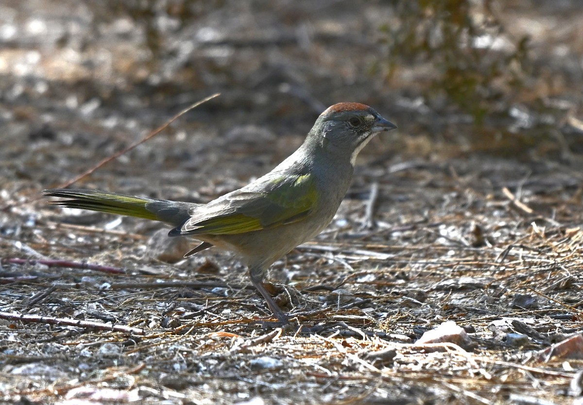 Green-tailed Towhee - ML642387773