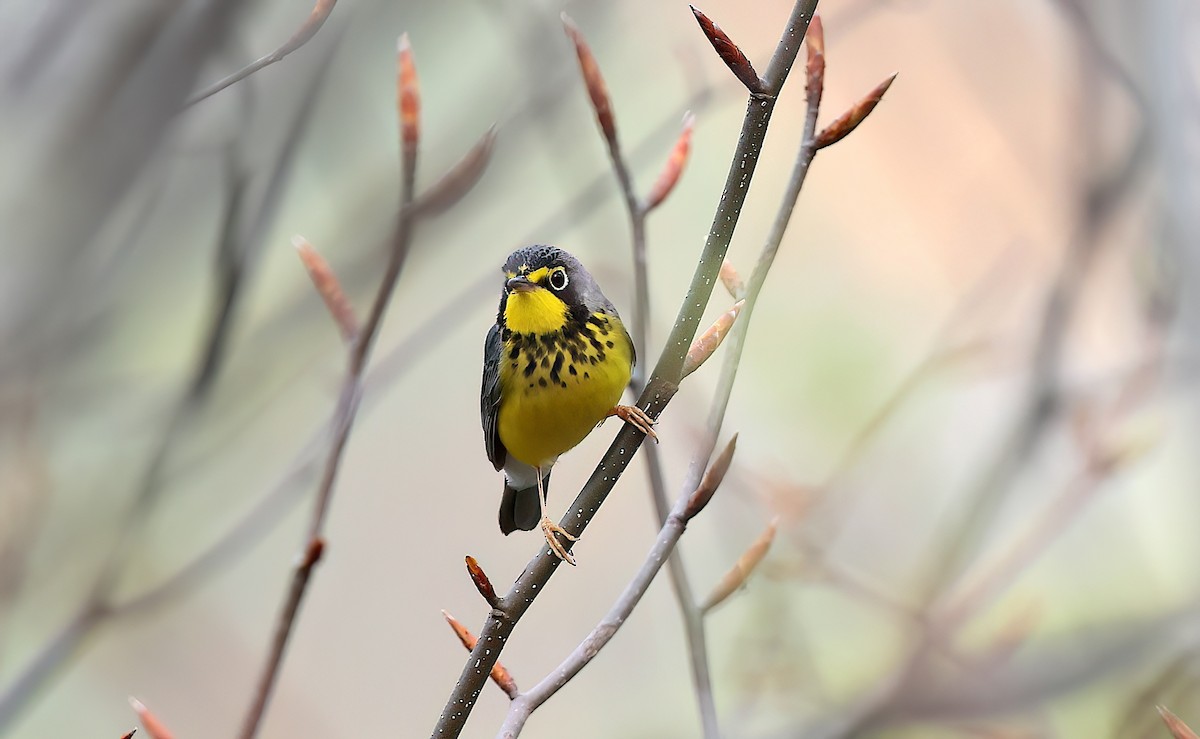 クロボシアメリカムシクイ - ML642387782