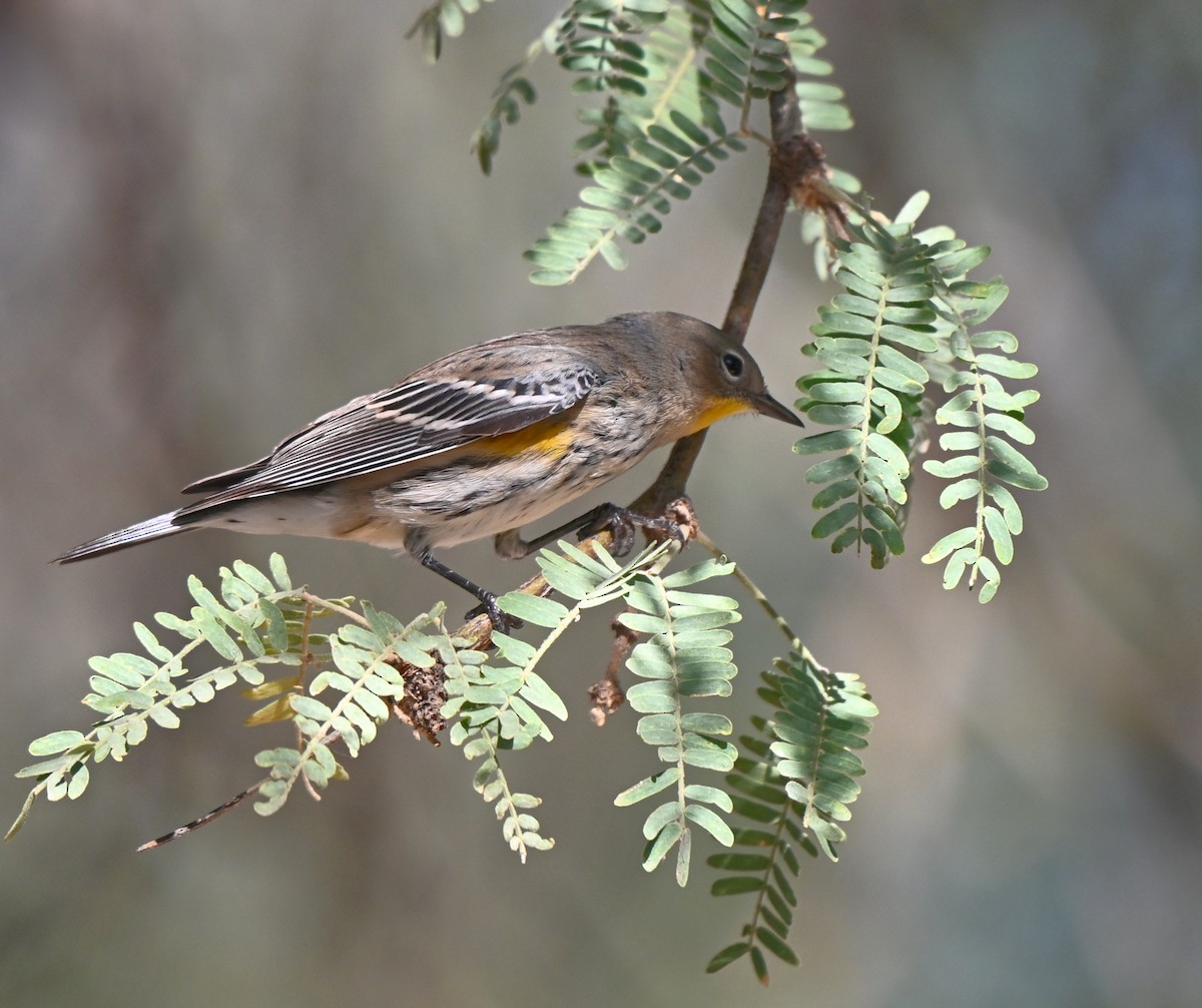 Yellow-rumped Warbler (Audubon's) - ML642387783