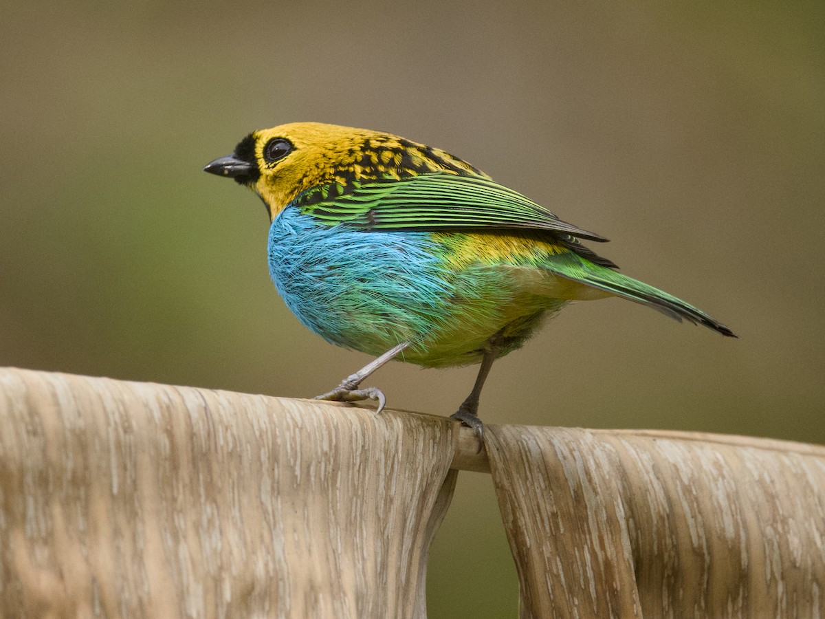 Gilt-edged Tanager - ML642387791
