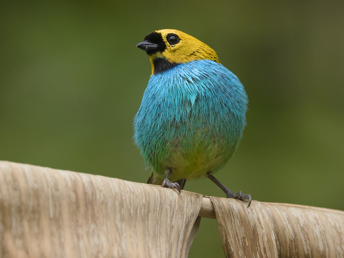 Gilt-edged Tanager - ML642387792