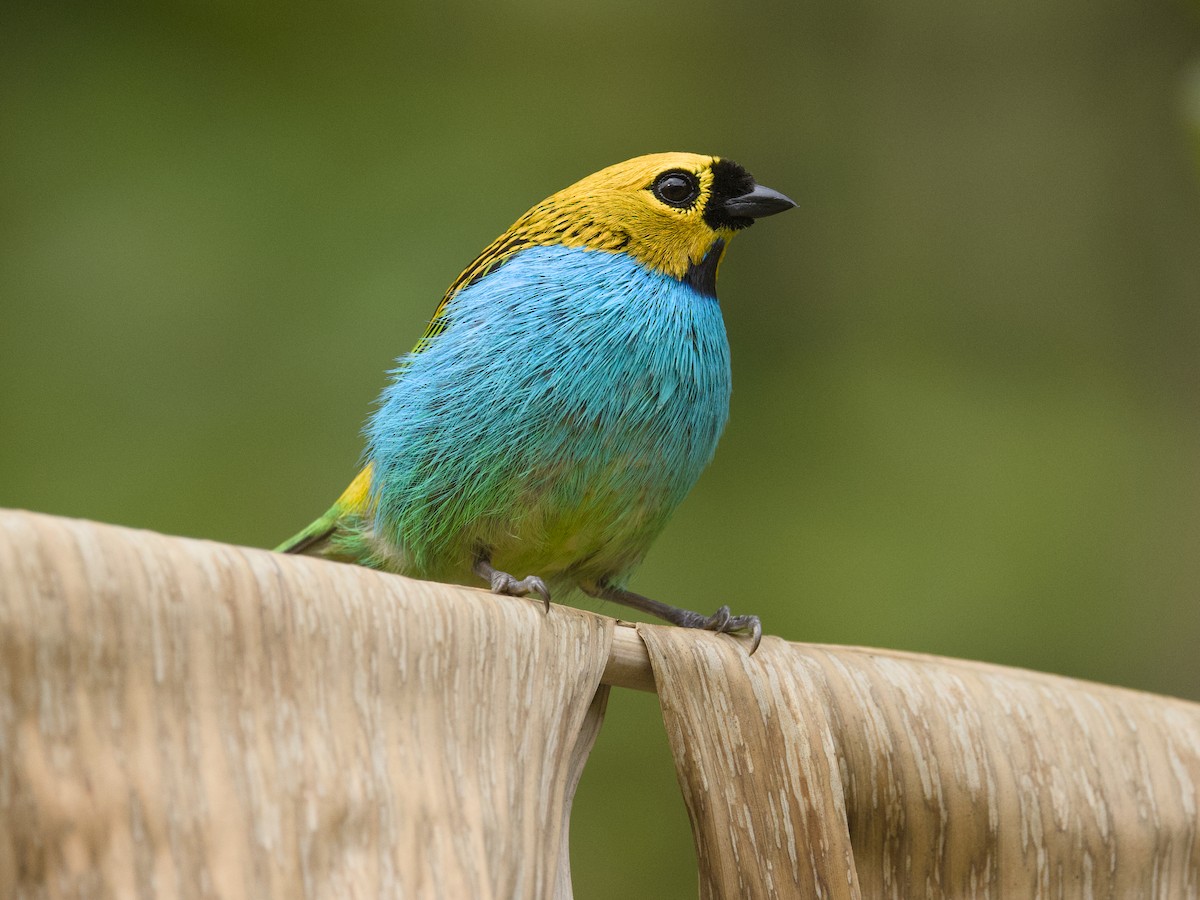 Gilt-edged Tanager - ML642387793