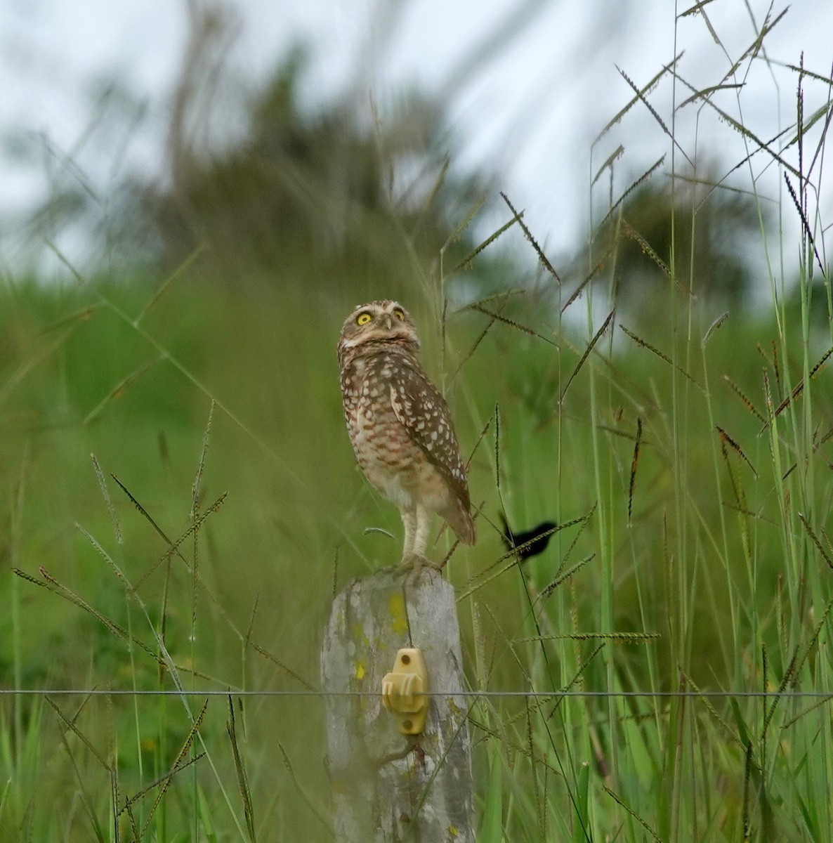 Burrowing Owl - ML642387806