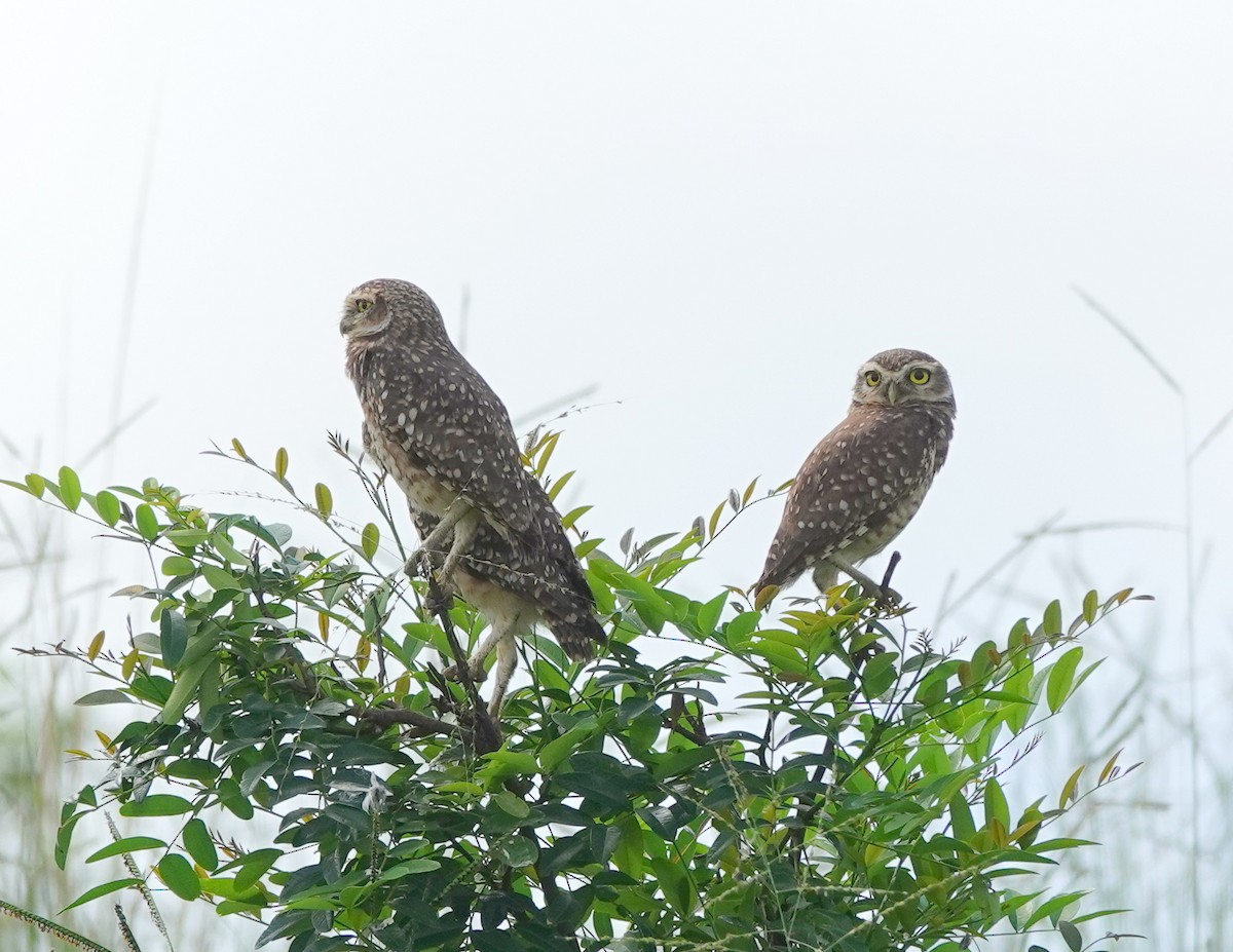 Burrowing Owl - ML642387814