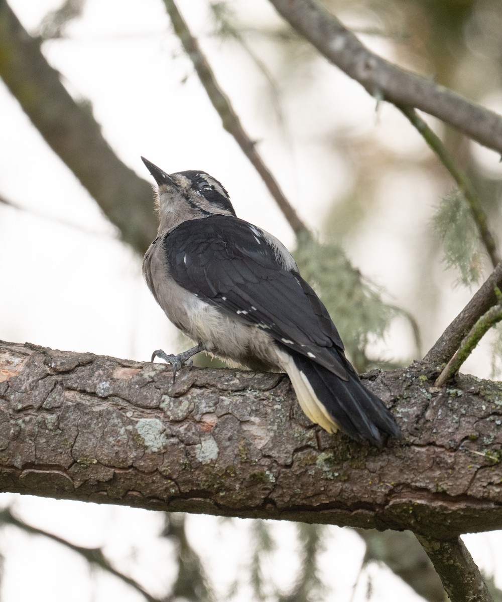 Hairy Woodpecker - ML642387820