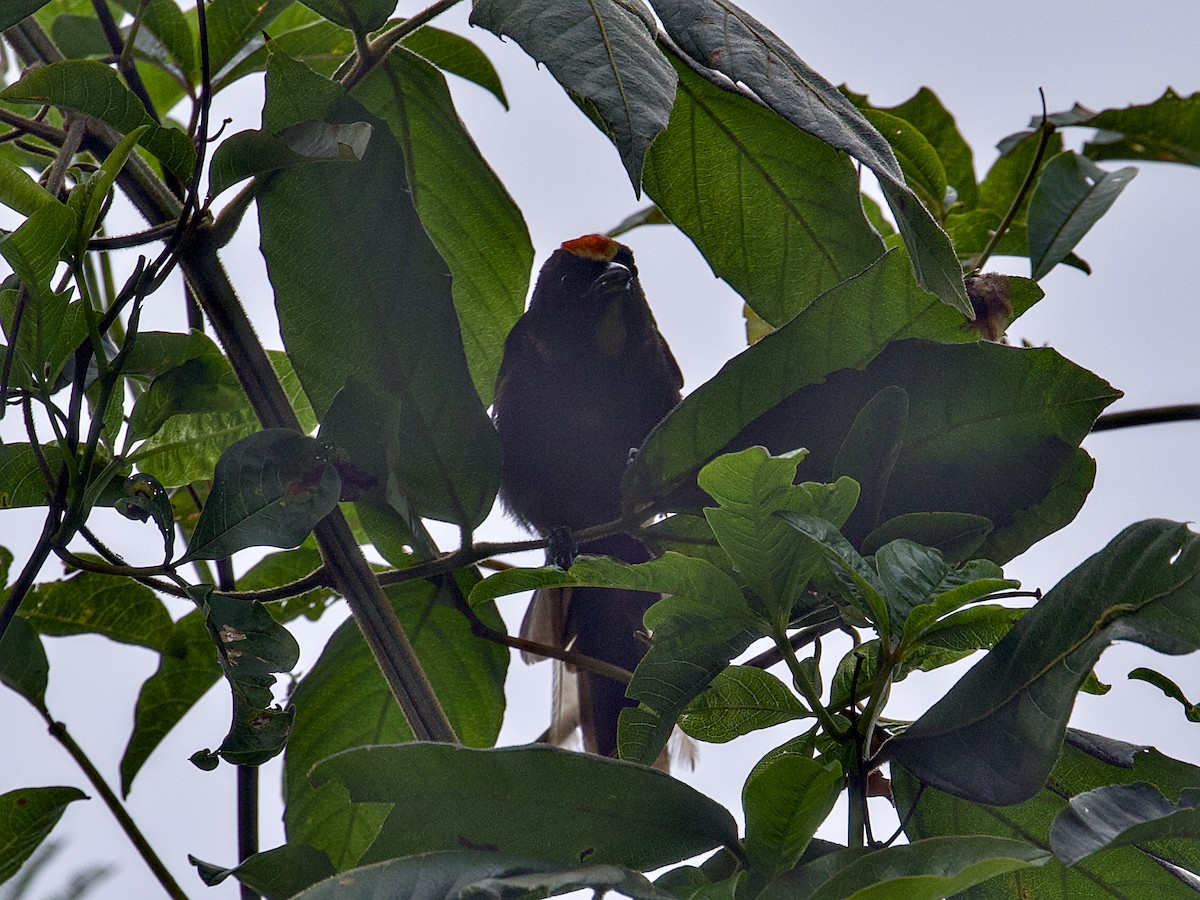 Flame-crested Tanager - ML642387822