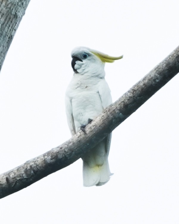 Sulphur-crested Cockatoo - ML642387836