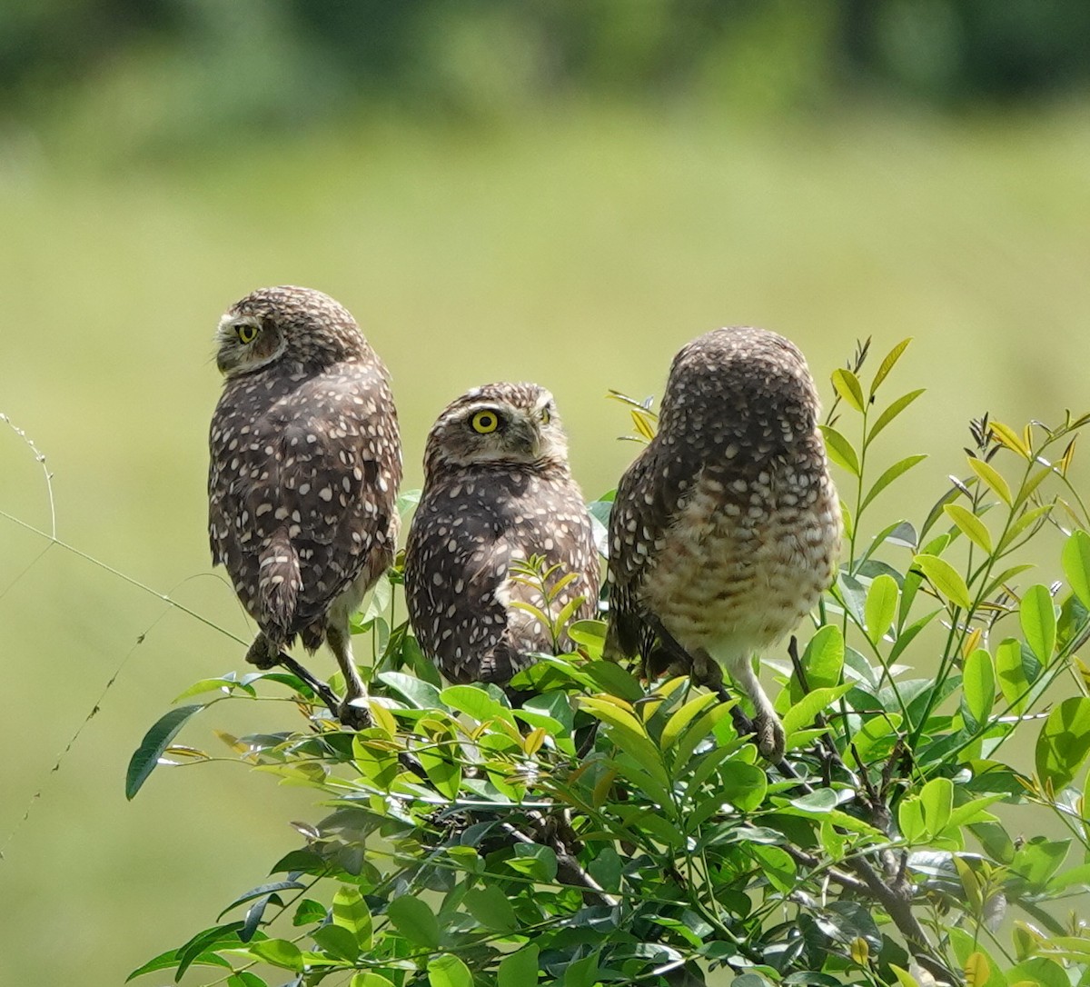 Burrowing Owl - ML642387837
