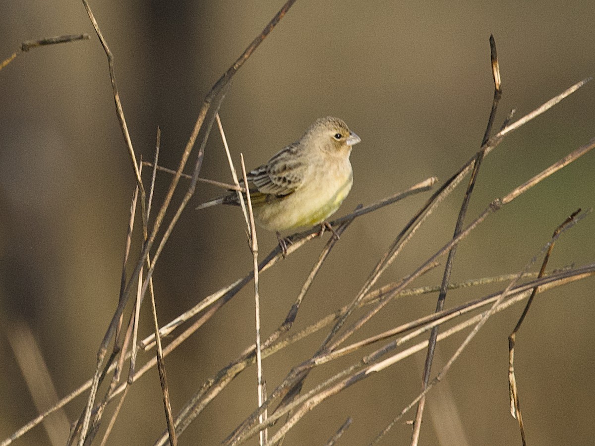 Grassland Yellow-Finch - ML642387844