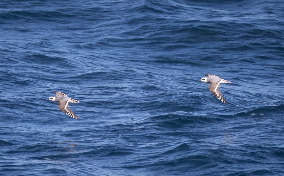 polarsvømmesnipe - ML642387847