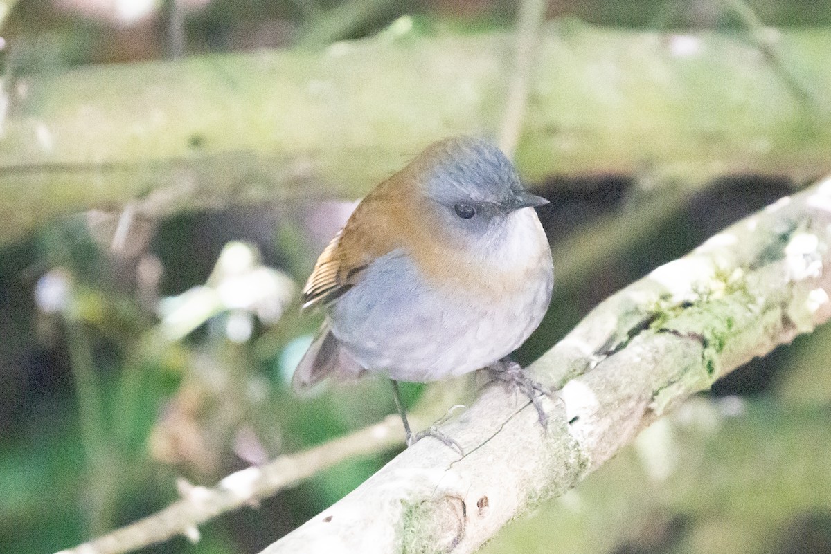 Black-billed Nightingale-Thrush - ML642387856